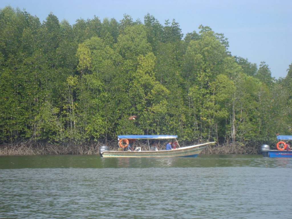 Mangrove tour in Langkawi Malaysia 
