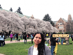 Seattle cherry Blossom in UW