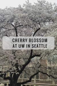 Seattle cherry blossom