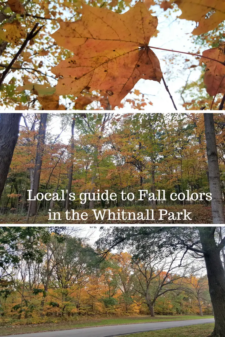 Local's guide to Fall colors in the Whitnall Park