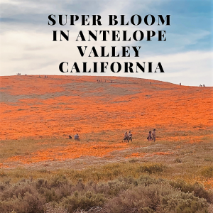Super bloom in Antelope valley California