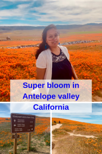 view of Super bloom in Antelope valley California
