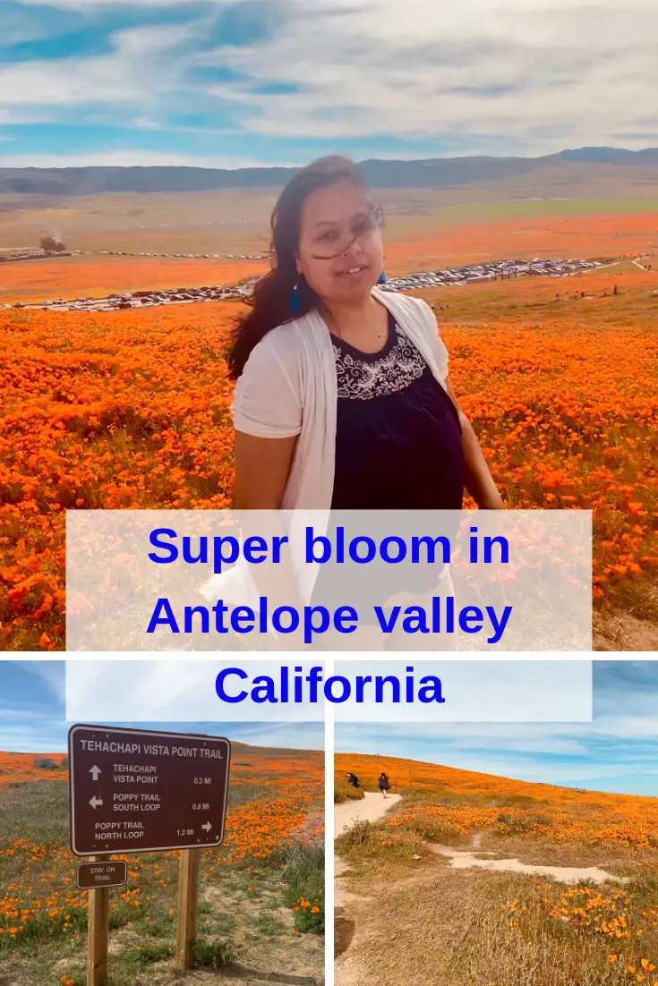 view of Super bloom in Antelope valley California