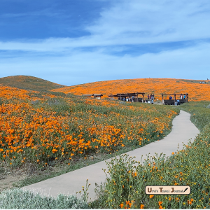 Super bloom in Antelope valley California