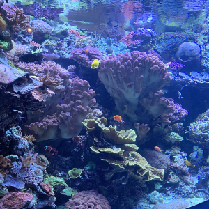 Aquarium of the Pacific in Long Beach – Urvis Travel Journal