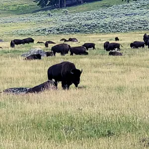 Bison in yellostone national park