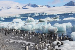 Antarctica best place to visit in February
