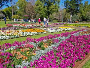 Flower fields to experience spring