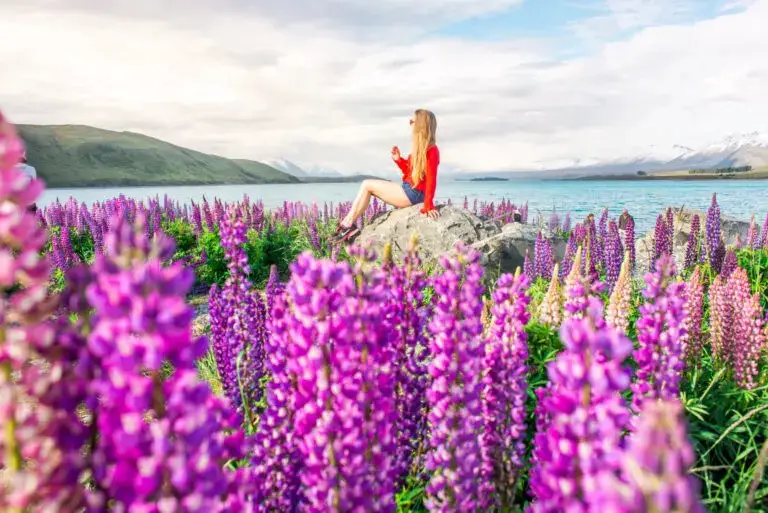 best flower field to experience in spring Lake Tekapo