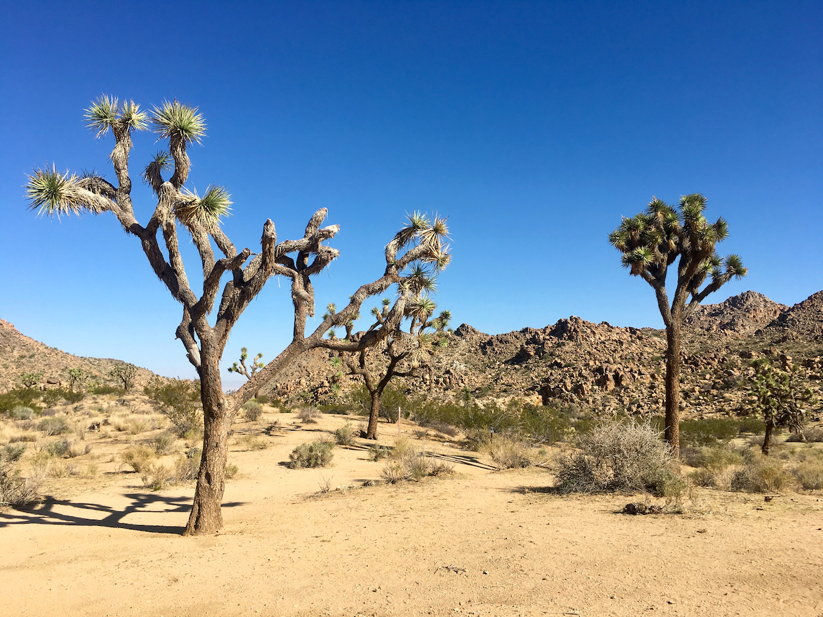 things to do in Joshua Tree national park