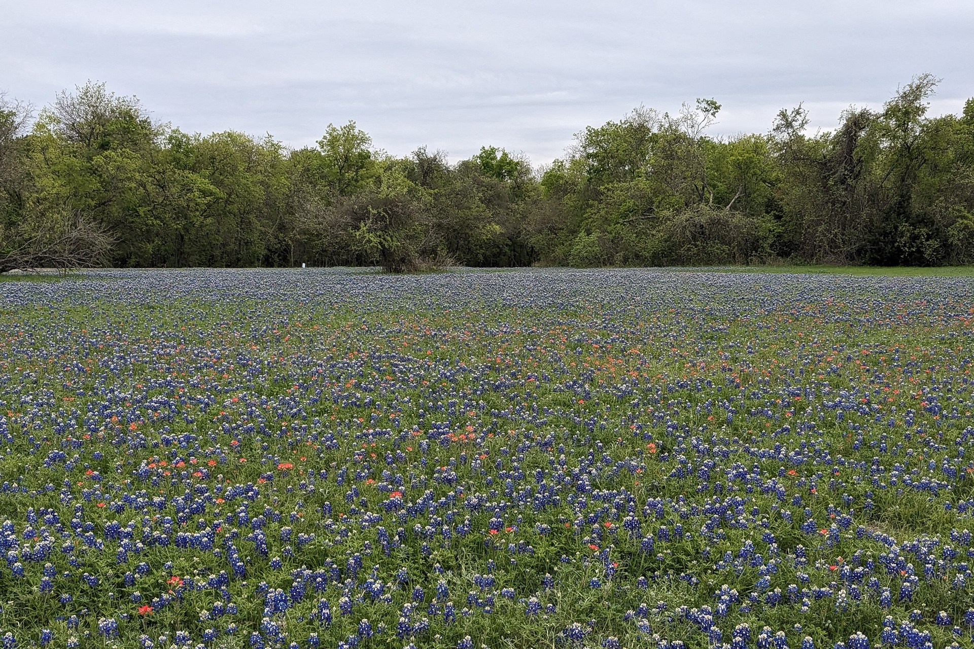 spring-flowers-in-texas