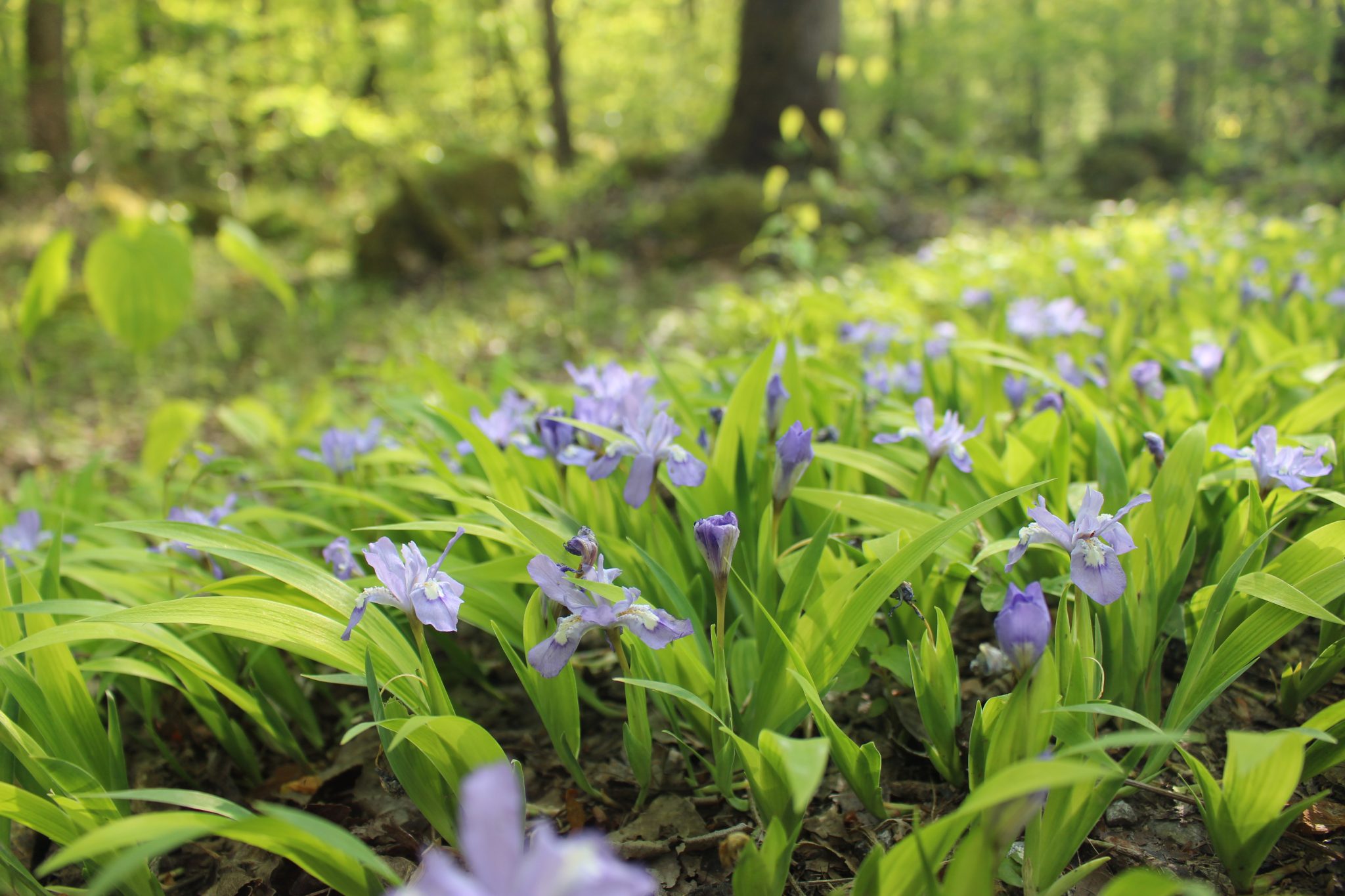 Best Places To See Spring Flowers – Urvis Travel Journal