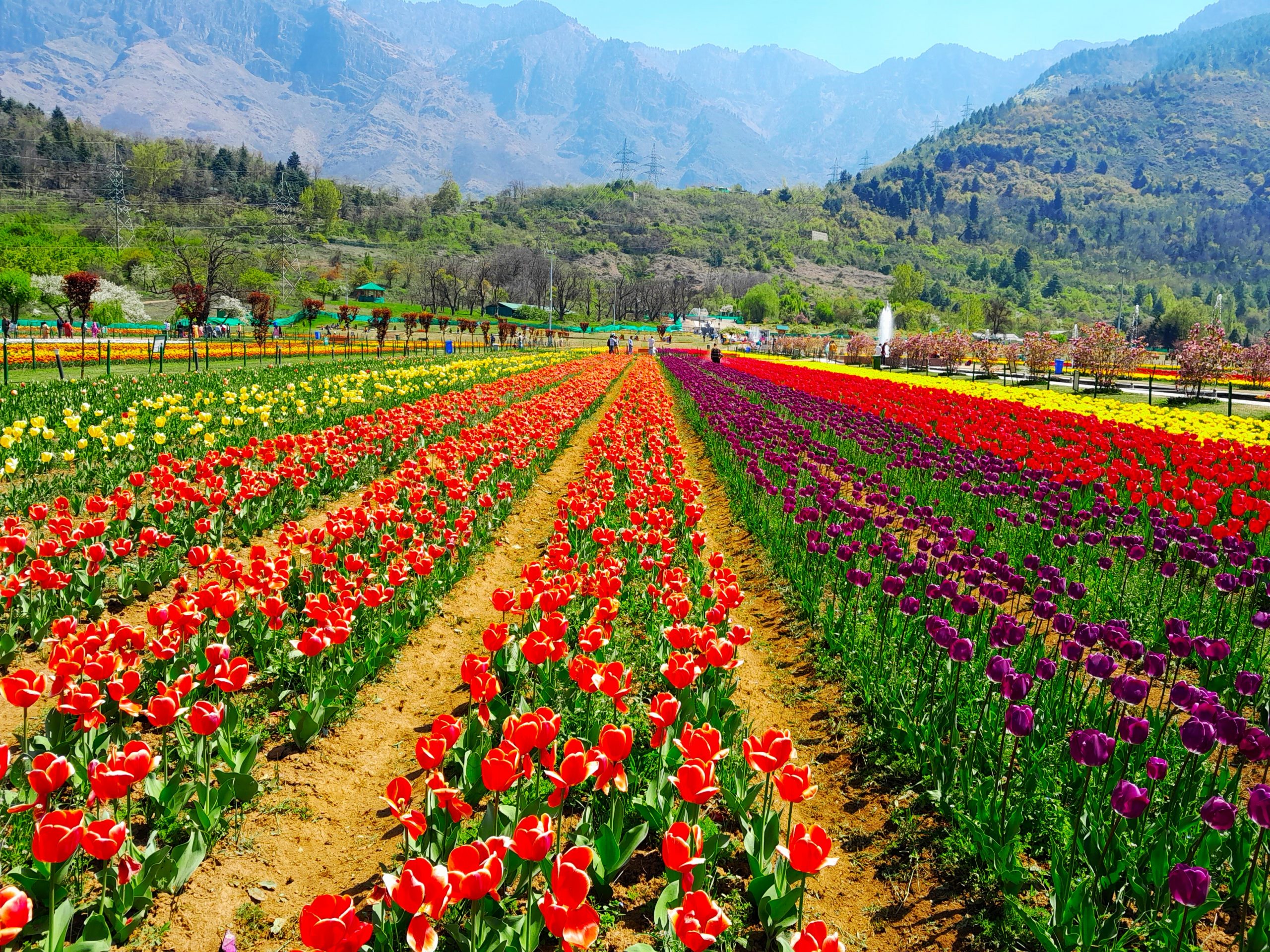 best-place-to-see-tulips