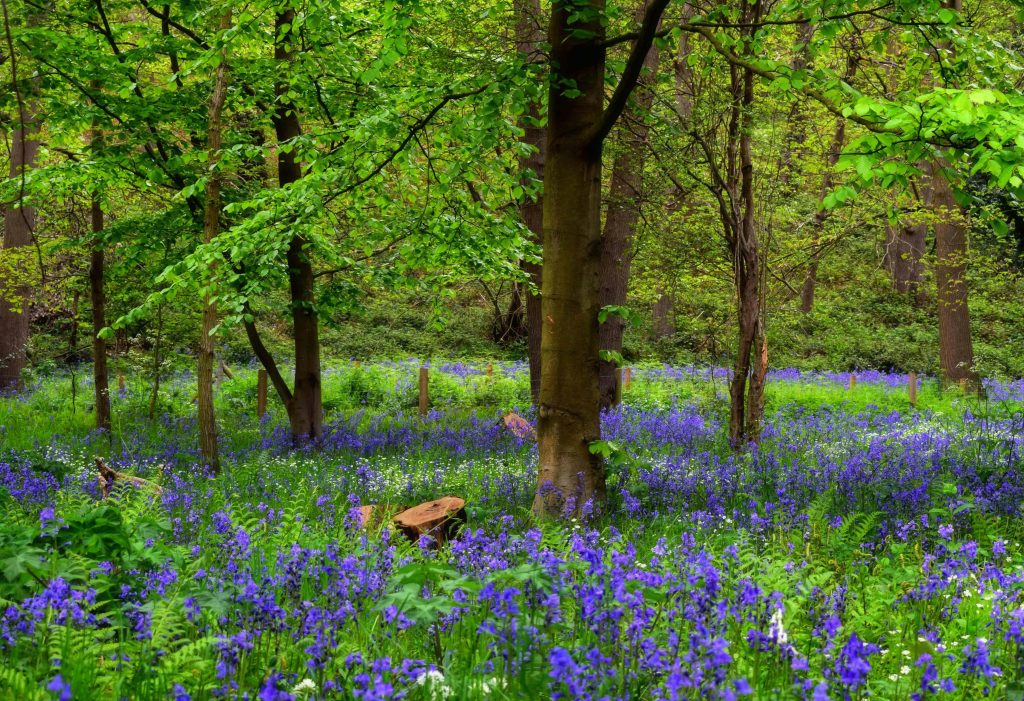 Best Places To See Spring Flowers – Urvis Travel Journal