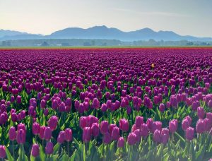 tulips-skagit-valley