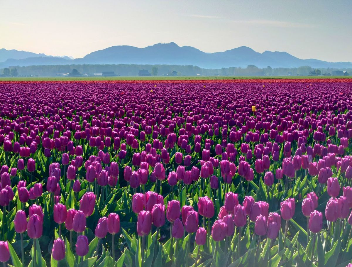 tulips-skagit-valley