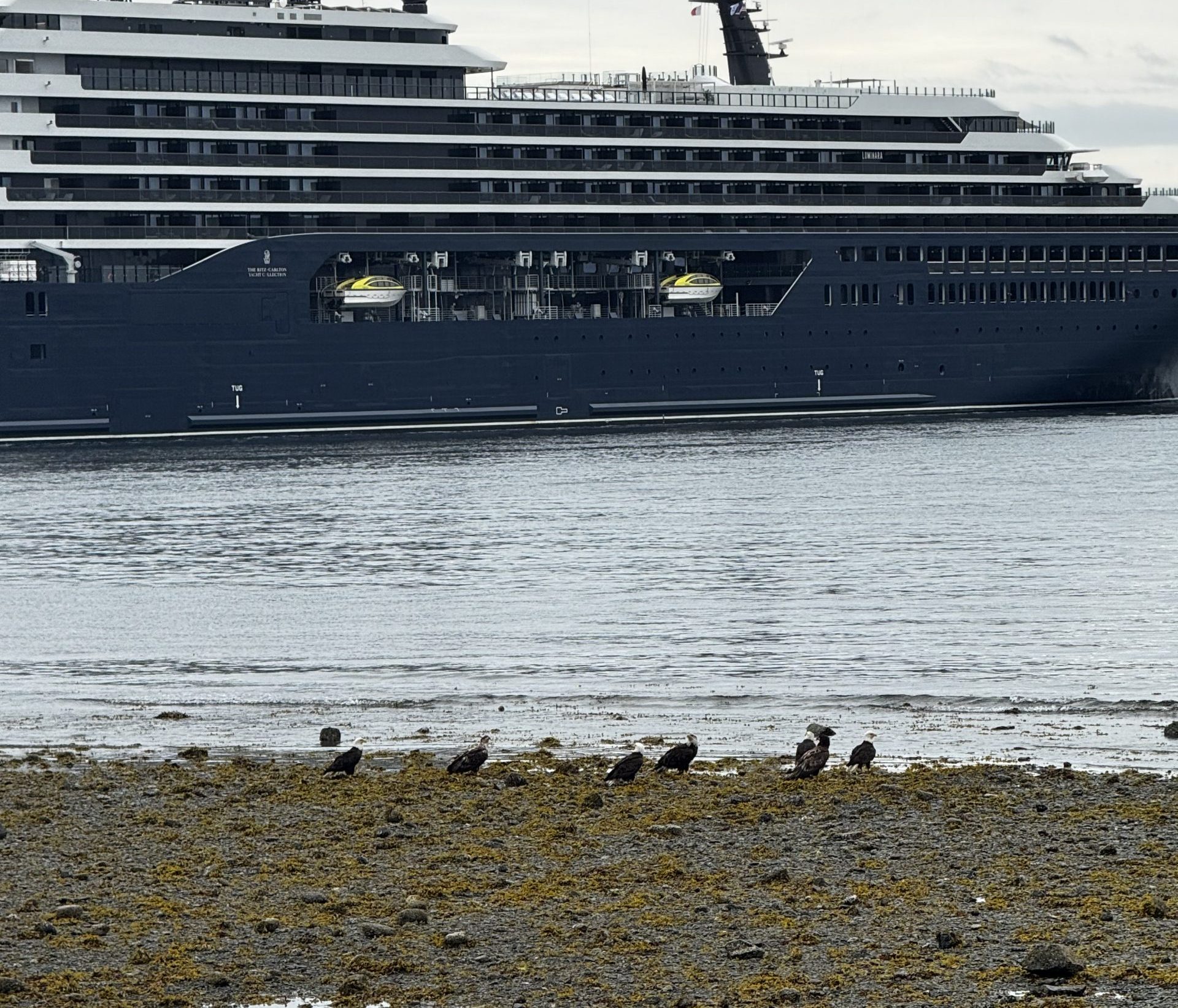 Bald eagles in sitka Alaska